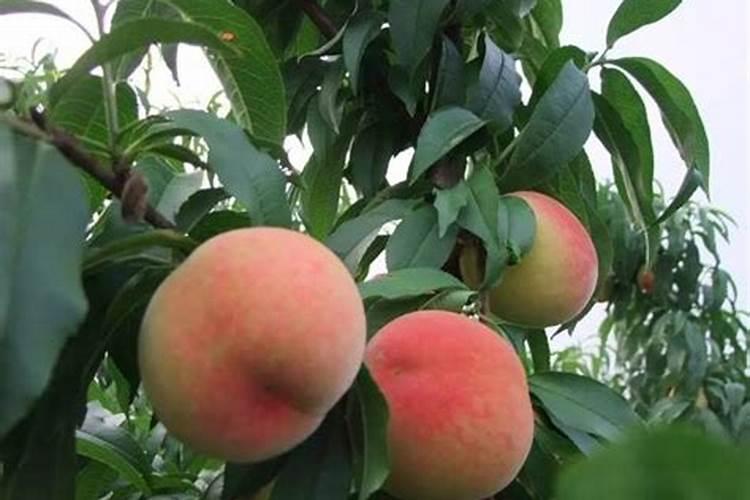 水蜜桃施肥的最佳时间