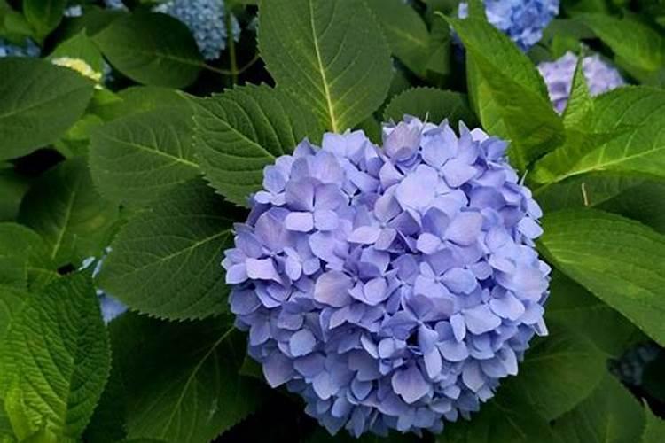 绣球花小苗施什么肥
