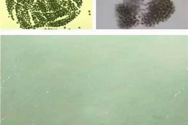 如何判断冲施肥的优质？