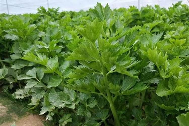 芹菜如何使用尿素