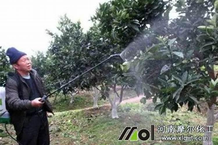 秋天多肉施什么肥好(秋天多肉用什么肥料)