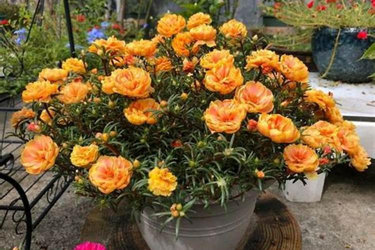 太阳花花苞干枯应如何处理