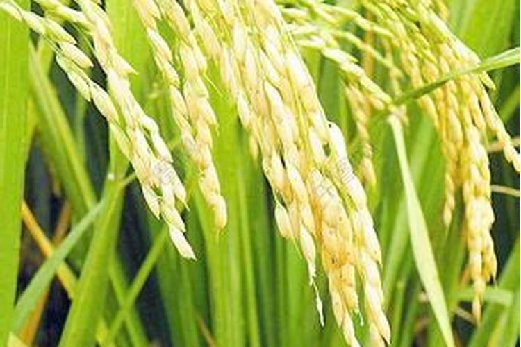 全国 一亩水稻平均【氮磷钾】化肥用量是多少？？