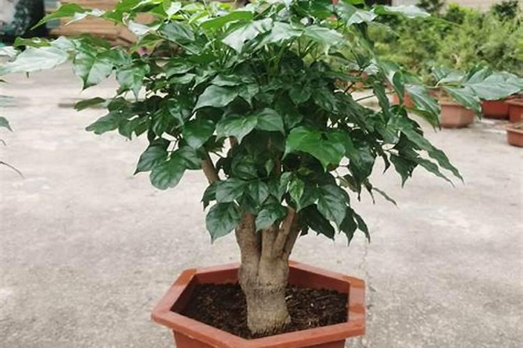 怎么给幸福树施肥？