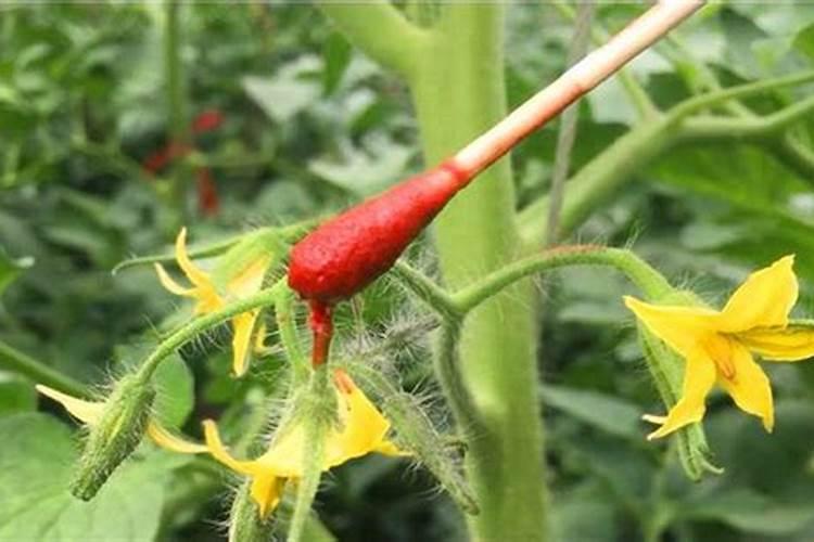 番茄为什么要点花？番茄点花药要怎么用？