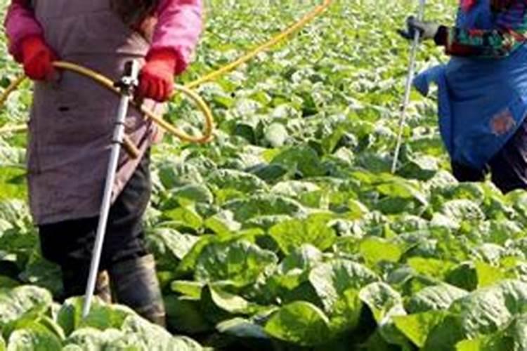 碧护大量元素水溶肥价格