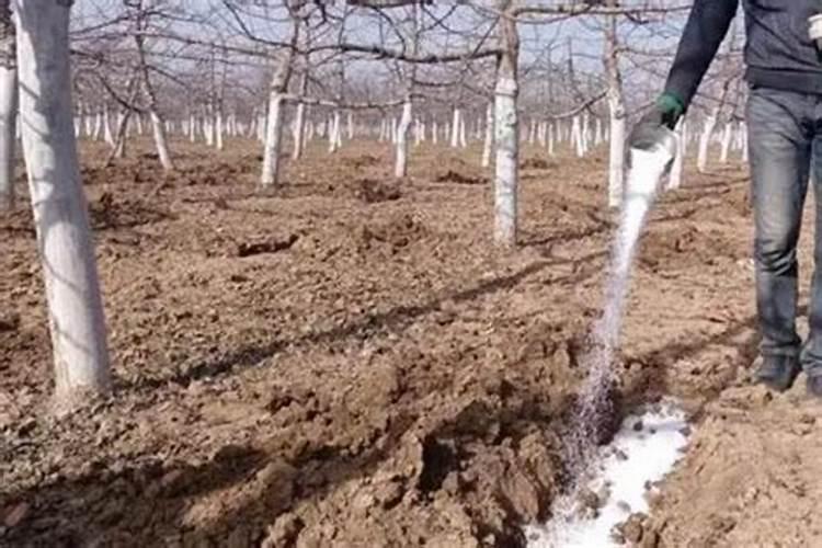 别让大蒜白种了!出土后不追肥会亏一半,老农都靠这 4 种肥提