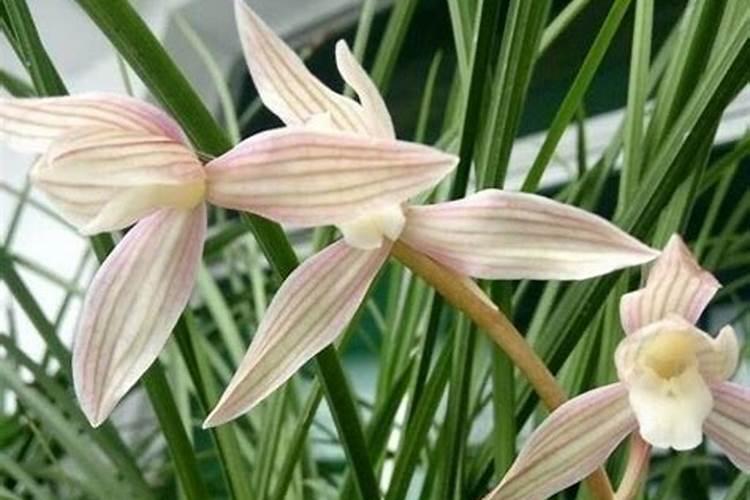 兰花花期过后怎么养护