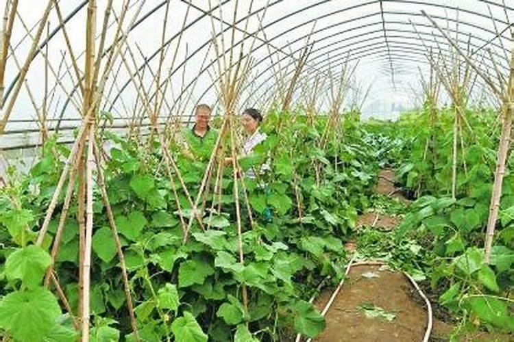 菜心什么时候施肥最合适百度问一问