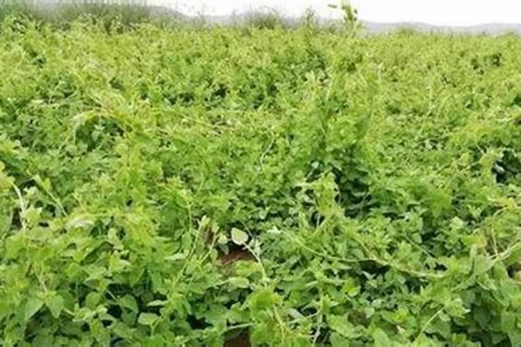 党参的育苗技术党参种植需要注意什么