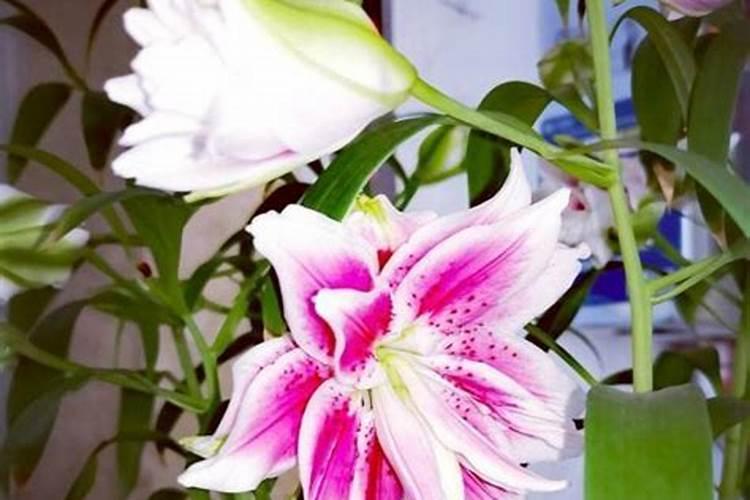 香水百合花期需要施肥吗？