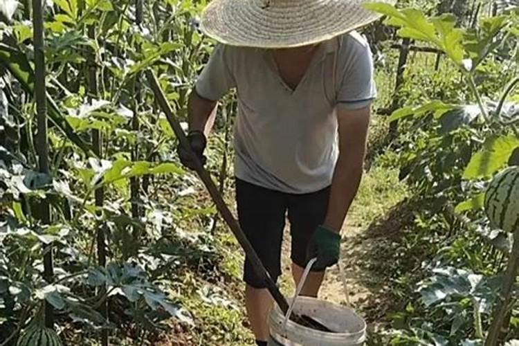 种菜什么时候施肥 种菜什么时间施肥