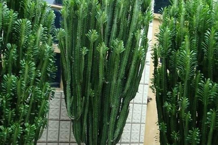 龙骨施肥方法和注意事项 龙骨花的施肥方法以及注意事项