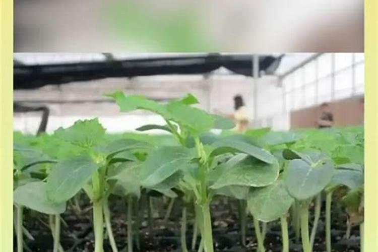 中药材用哪个肥料好？中药材用什么肥料可以生根？中药材喷施昆仑风能增...