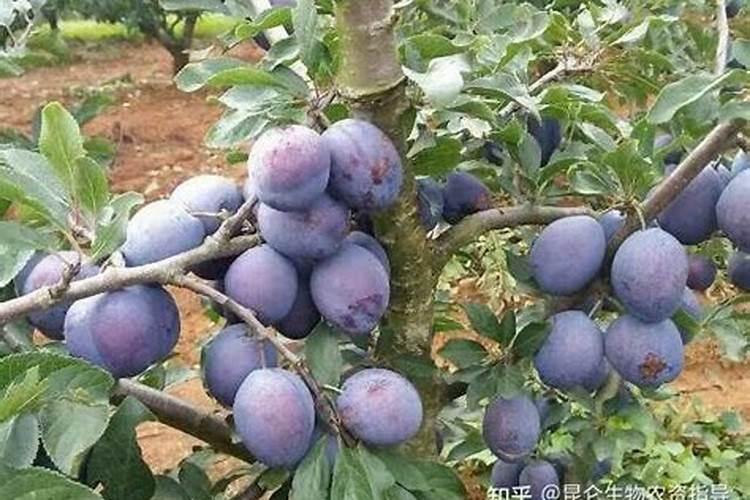 李子有点小用什么化肥好(李子树施上什么肥料很甜)