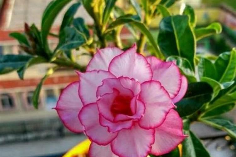 硫酸亚铁适合浇什么花