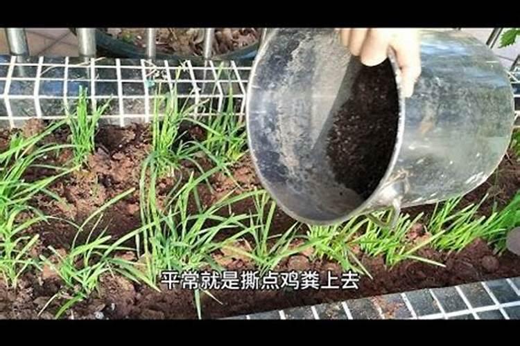 茶花每次浇水都上点营养叶可以吗