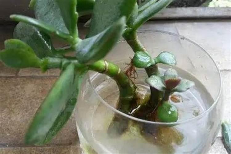 百倍邦13527海藻肥效果怎么样