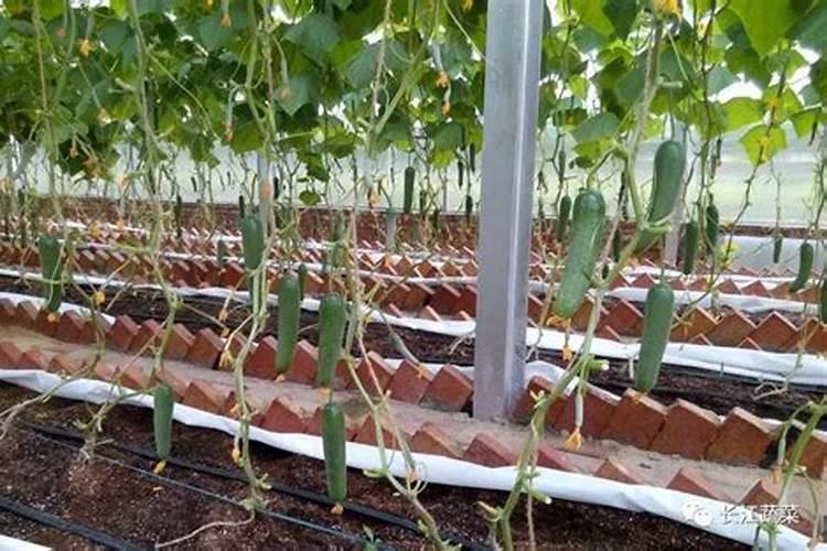 黄瓜种植中的水肥一体化管理要怎么操作？