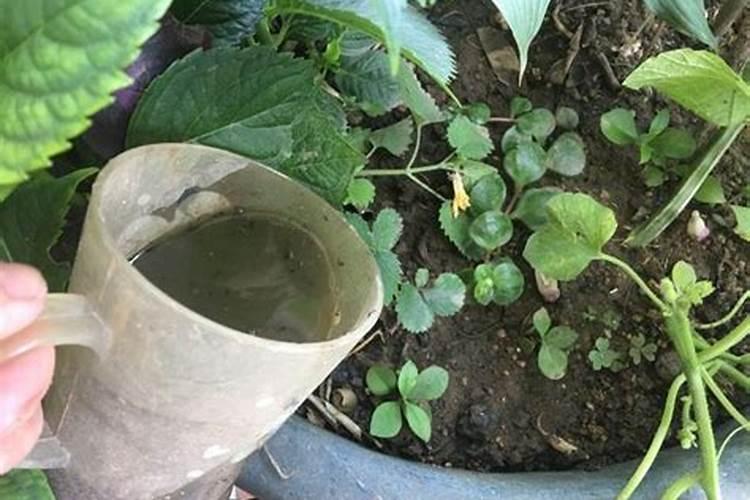 黄瓜开花期如何养护管理