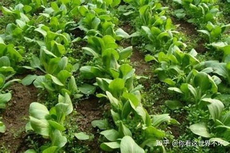 施用氮肥的方法