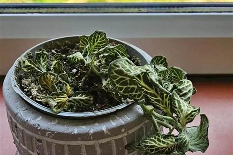 多肉可以用水溶肥吗？