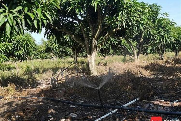 芒果花期管理技巧分享 芒果养殖方法总结