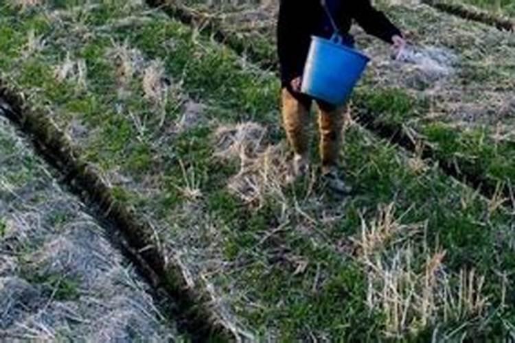 玉米地施肥的最佳时间是什么时候