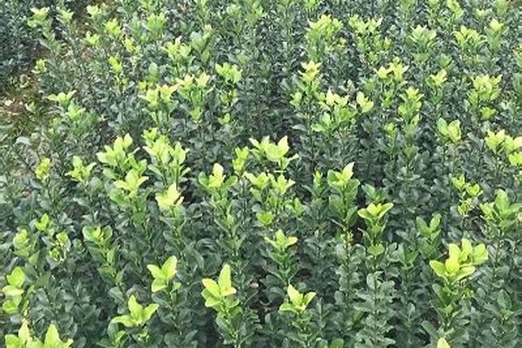 大叶黄杨的叶子发霉咋办？