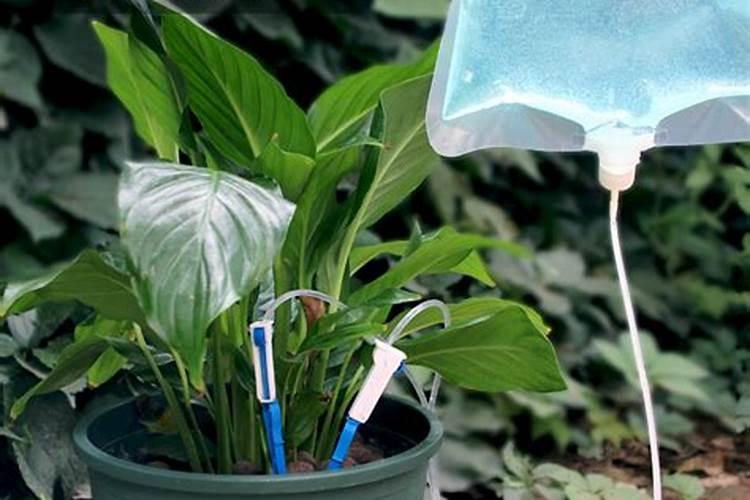 尿素怎么给花施肥尿素如何给花施肥