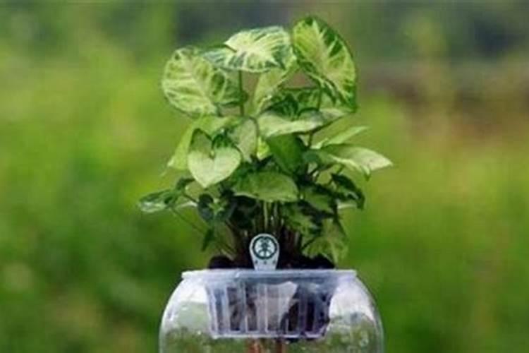 尿素能浇花吗