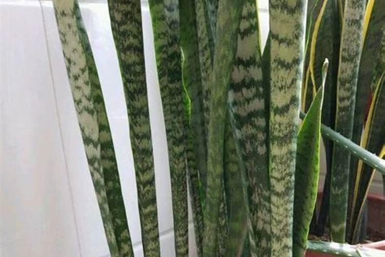 土培水仙花正确养法