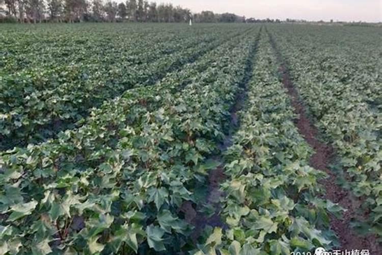 引起番茄落花落果的原因