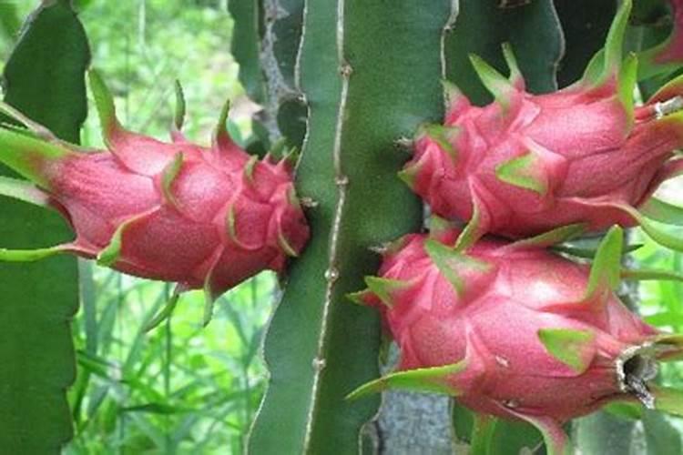 ...为了纪念这段感情,又和伙开了一家大型水果店,求取名