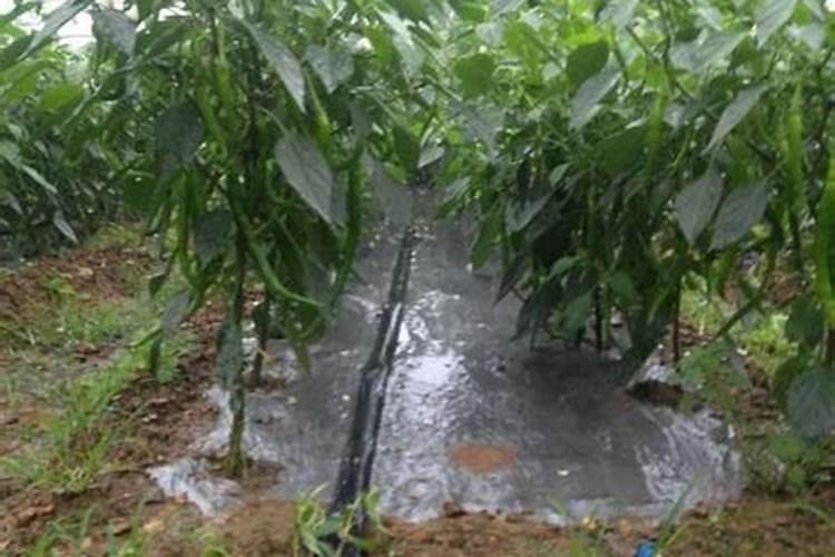 为什么大家喜欢去俄罗斯种地？