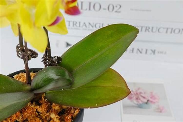 大白菜烂根的原因及防治方法