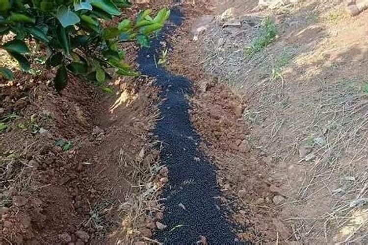 黄糖和烂柑橘和水可以做肥料吗？