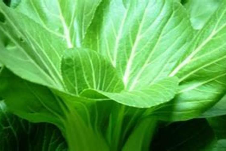 青菜施什么肥最好