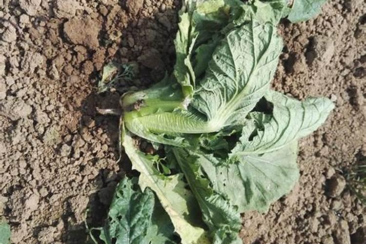 打狗棍电视剧分集剧情介绍