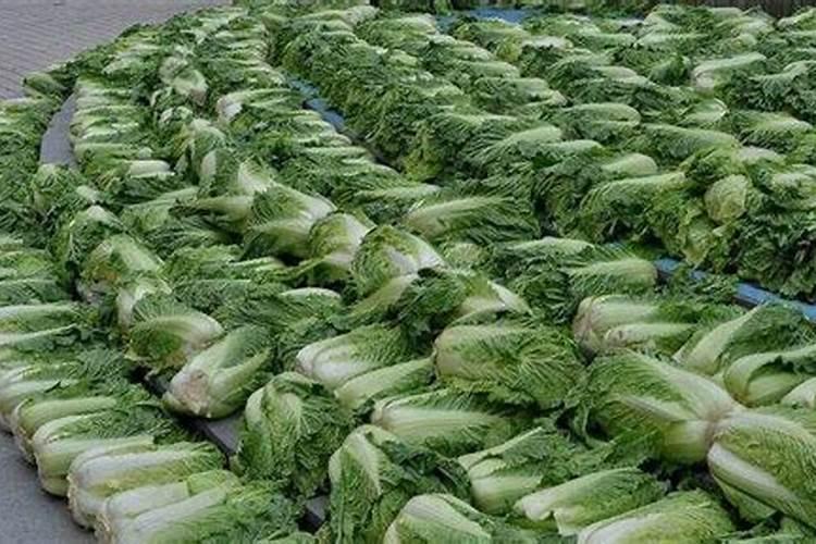 香港第一金与PPL详细介绍