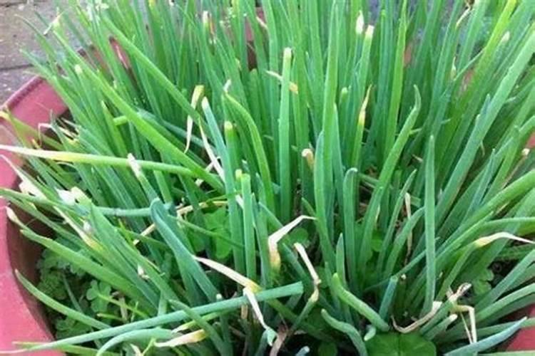 芸豆需要打头吗