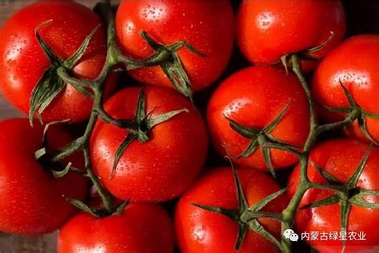 种植西红柿的时候该怎样施肥？施肥时有哪些注意事项？