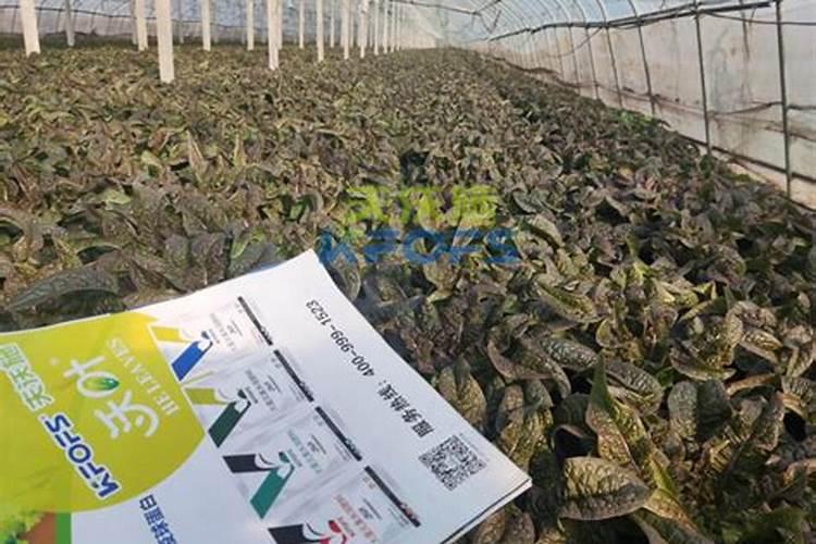 红莴笋怎么施肥？