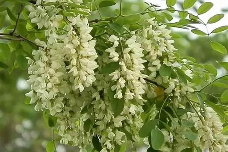 花生专用肥哪个品牌好
