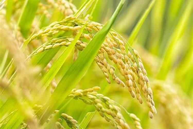 为什么秋天有很多树叶变黄了,还会落下来？