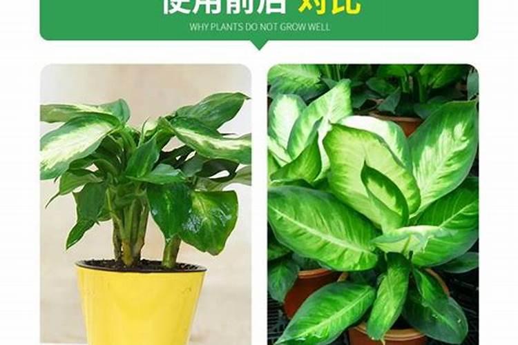 万年青可以施复合肥料吗