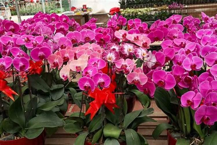 正在开花的蝴蝶兰需要施肥吗