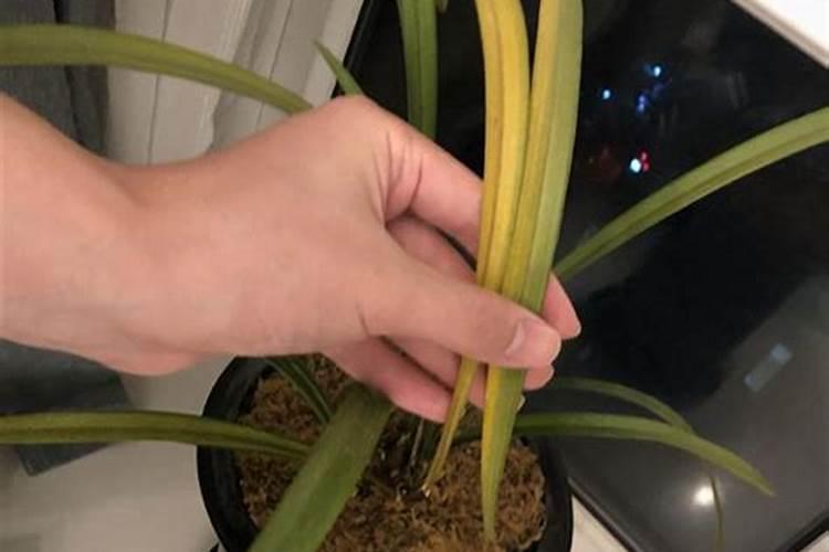 捂出芽的兰花如何养可以继续长芽长叶