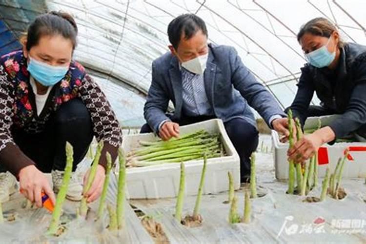 芦笋打什么药好