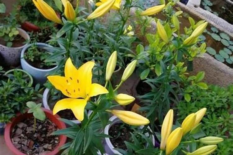 甘蔗皮能做什么甘蔗皮能做肥料吗